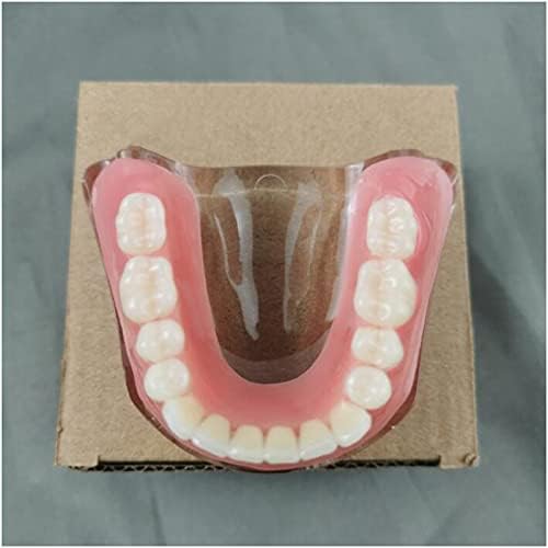 K99 Diş Restorasyon Modeli Çıkarılabilir İmplant Okuyan Analizi Gösteri Diş Modeli için Diş Öğretim veya Ağız Bakımı