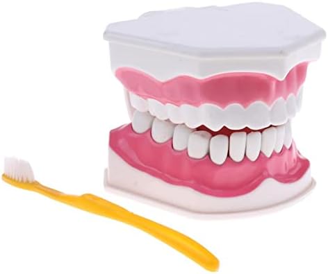 Almencla Diş Modeli Protez Modeli Diş Fırçası Çocuk Öğrenme Eğitim Modeli 2X