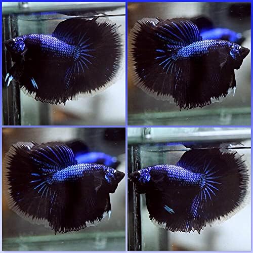 Canlı Balık Canlı Betta Balık Fantezi Siyah Koi Mavi Galaxy Halfmoon HM Erkek X92 NVKA tarafından