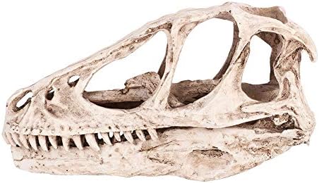 Uxsiya Dinozor Kafatası Gerçekçi Simüle Hayvan İskelet Simüle Modeli Reçine Ev Dekor için